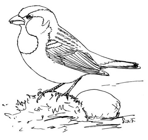 House Sparrow Coloring Page